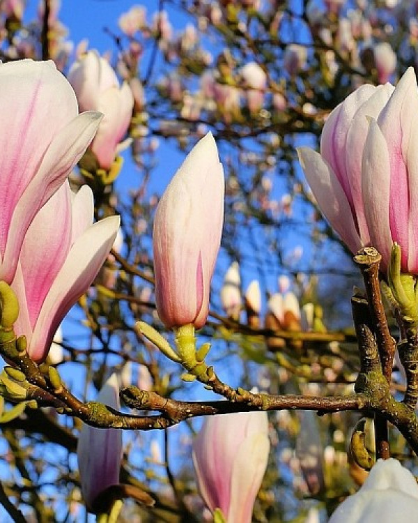 Magnolia Soulangeana
