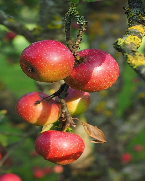 Appelboom Rode Boskoop