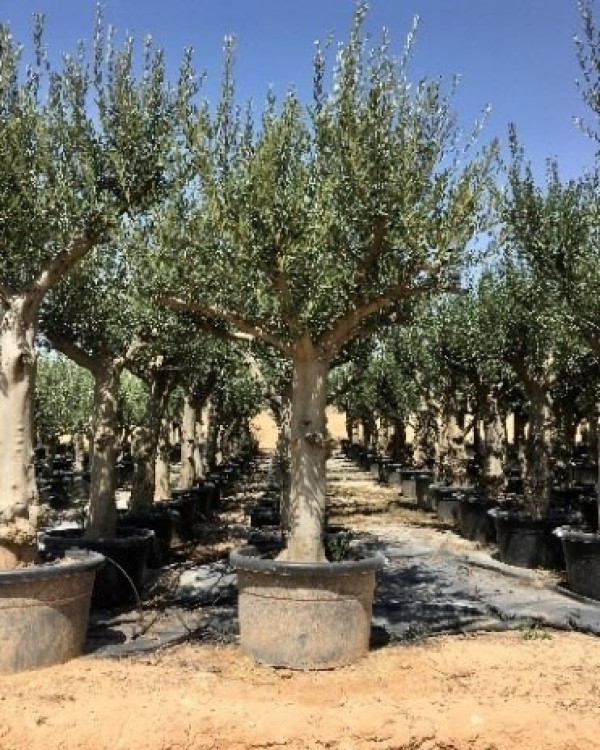 Mediterrane Bomen