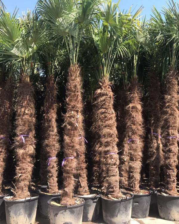 Chinese waaierpalm