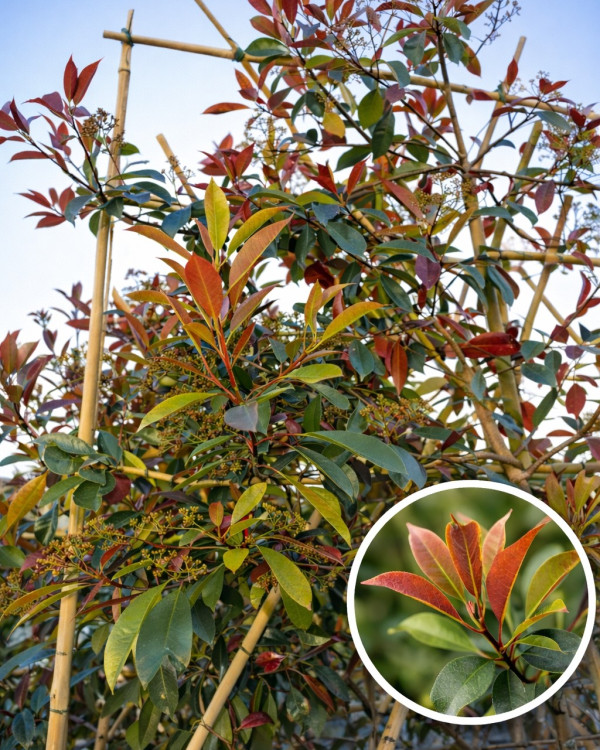 Leiphotinia