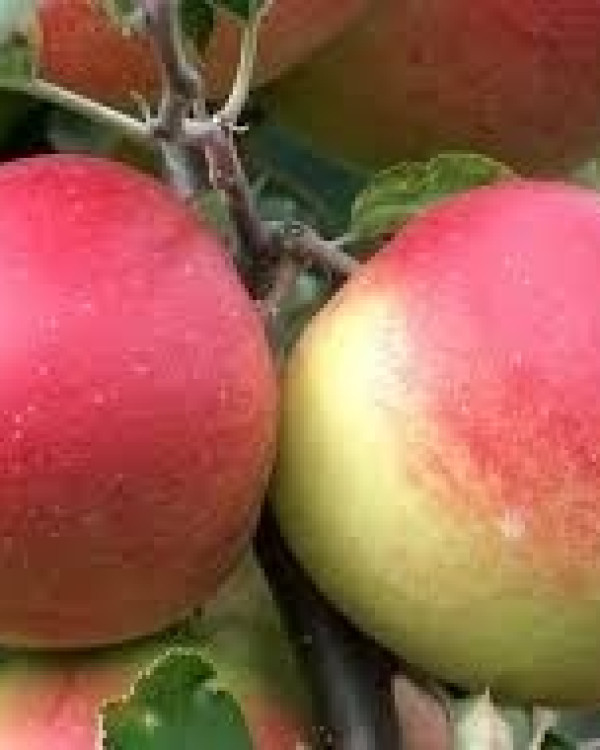 Appelboom Jonagold