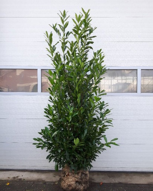 Laurier Caucasica