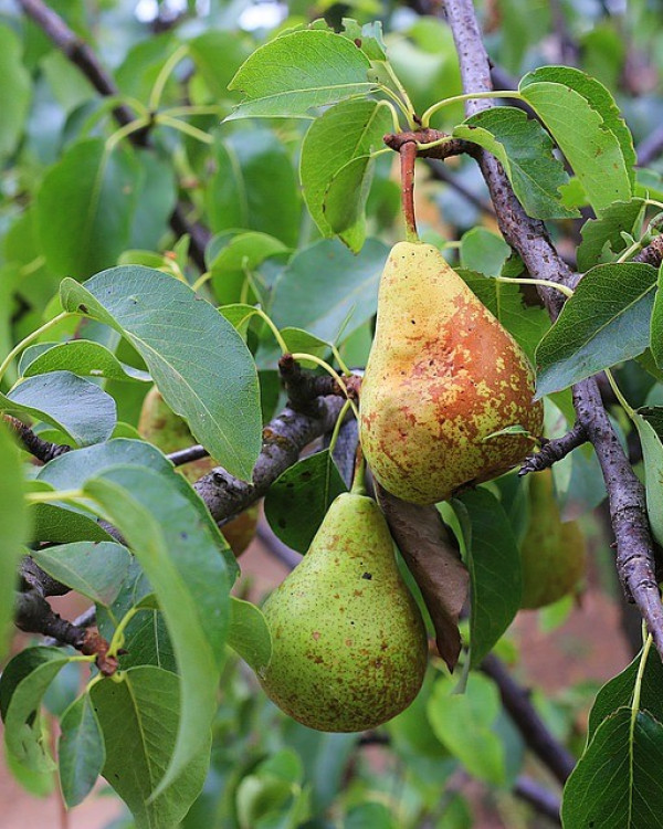 Perenbomen