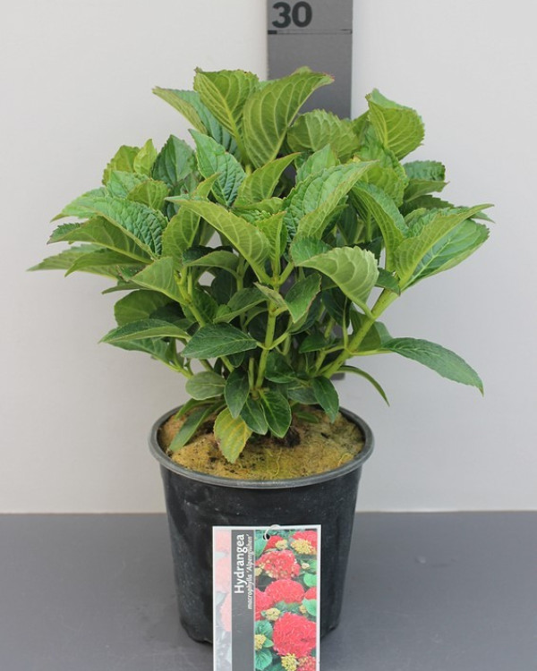 Tuinplanten