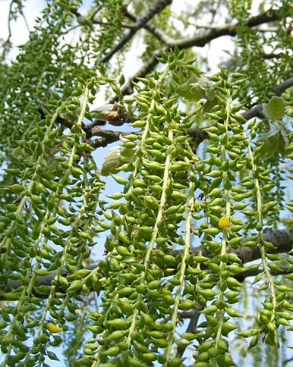 Treurbomen