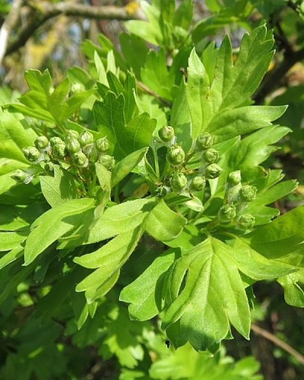 Meidoornhaag (crataegus monogyna)