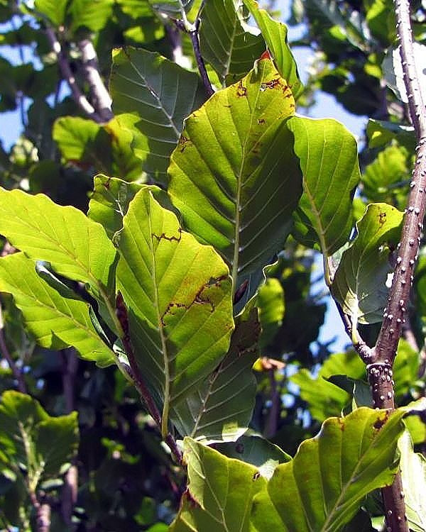 Groene Zuilbeuk