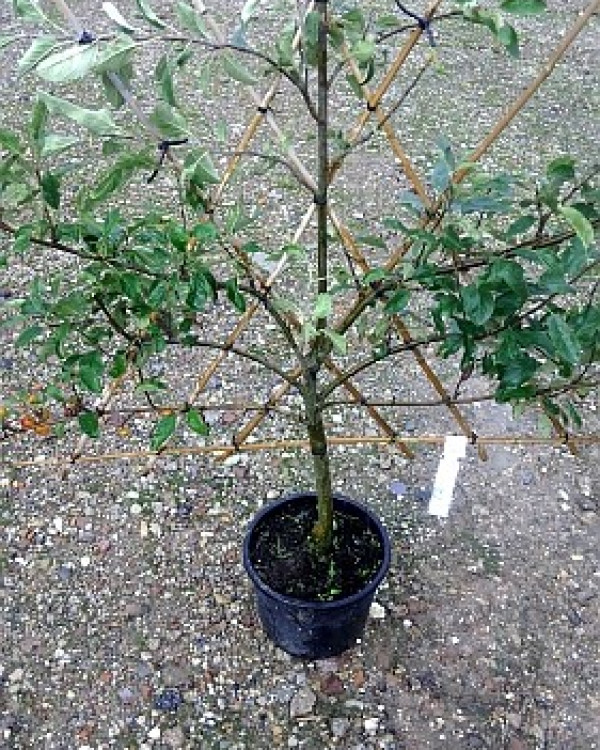 Lei fruitbomen