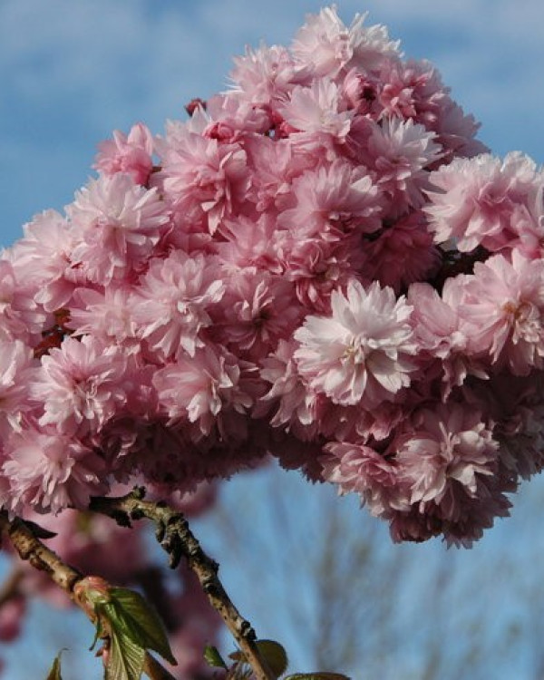 Prunus serrulata 'Kanzan' (Japanse sierkers)