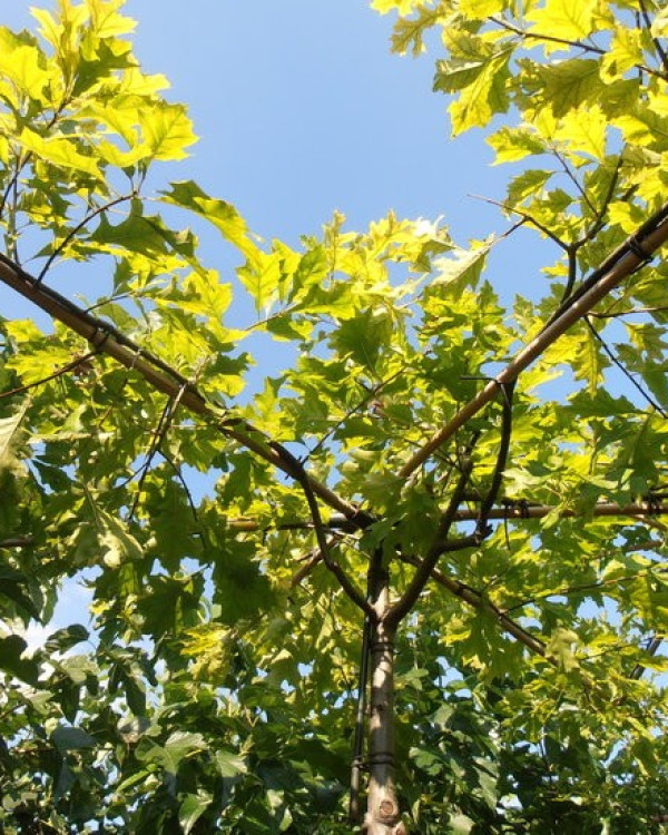 Dakeik (Quercus palustris)