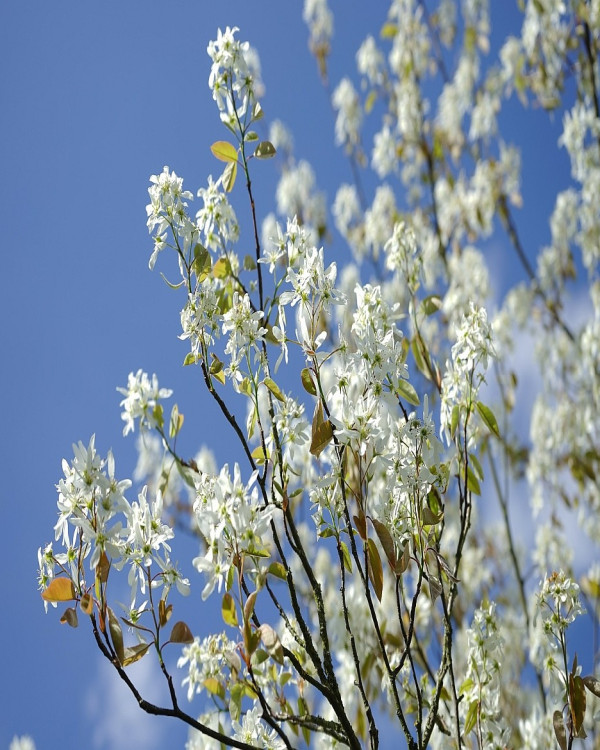 Krentenboom