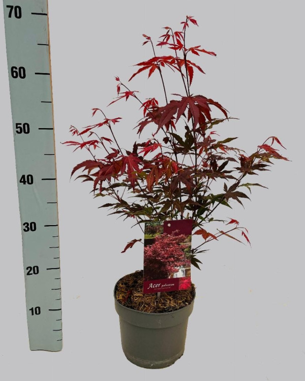 Acer palmatum Atropurpureum