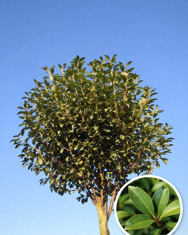 Bolprunus