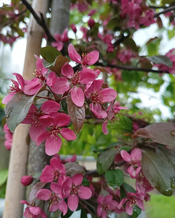 Sierappel (Malus Rudolph)