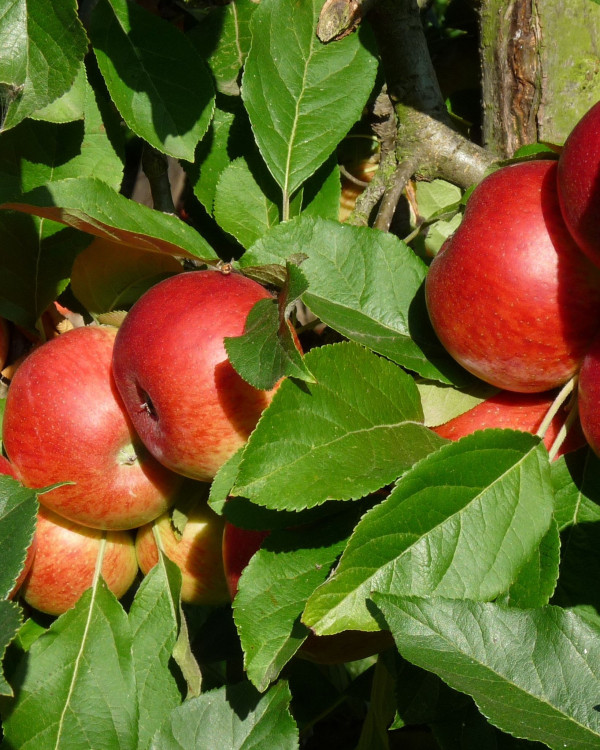 Appelboom Elstar