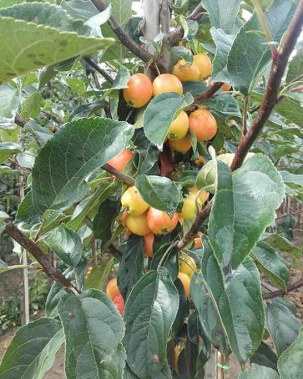 Sierappel (Malus Evereste)