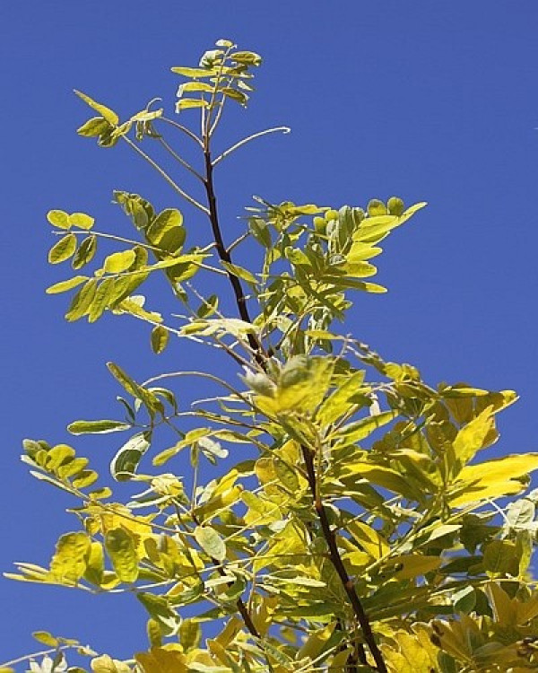 Gele Gleditsia