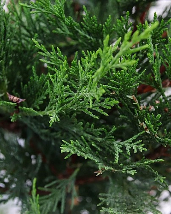 Leylandii