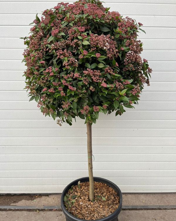 Sneeuwbal (viburnum tinus)