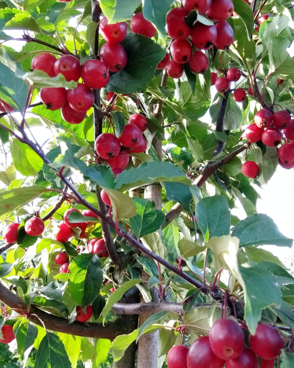 Sierappel (Malus Red Sentinel)