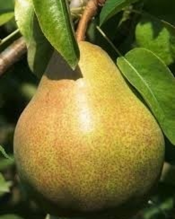 Perenboom Doyenne du Comice