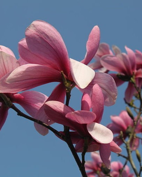 Magnolia Galaxy