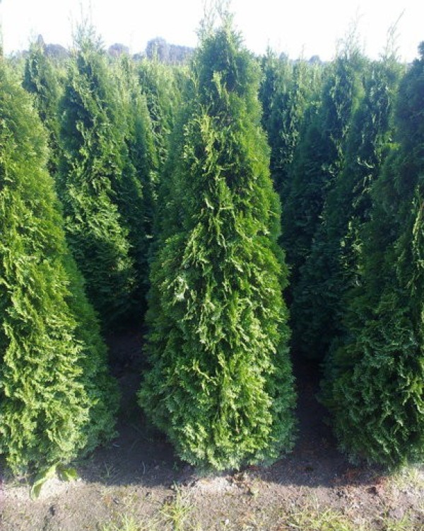 Thuja Smaragd