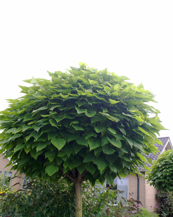 Bolbomen