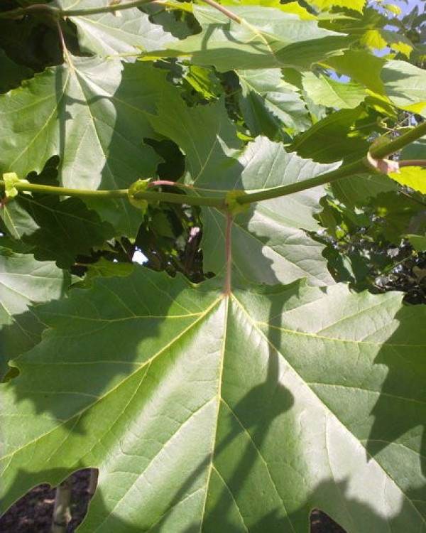 Plataan