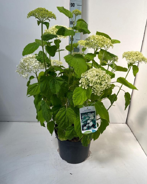 Hortensia Annabelle