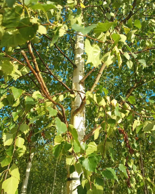 Witte Berk