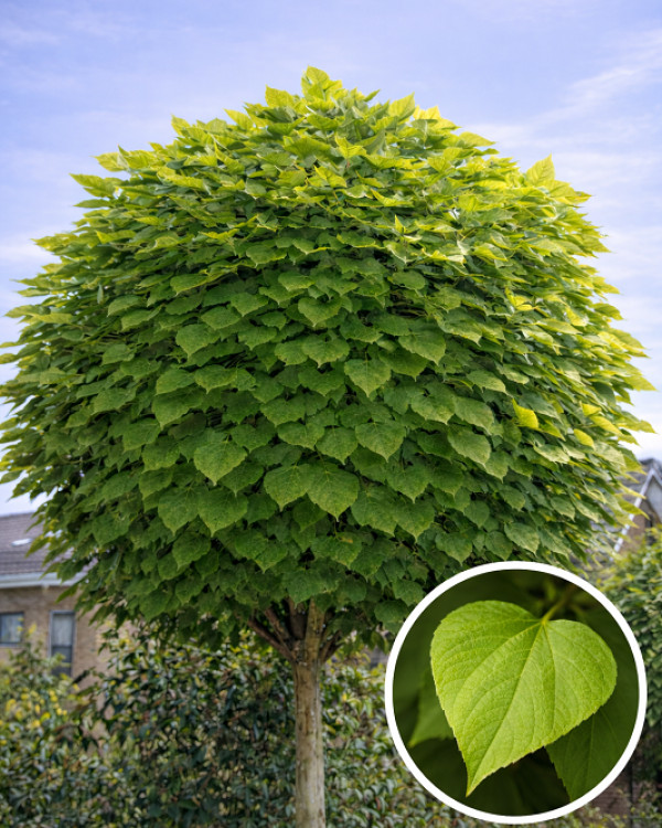 Bolcatalpa