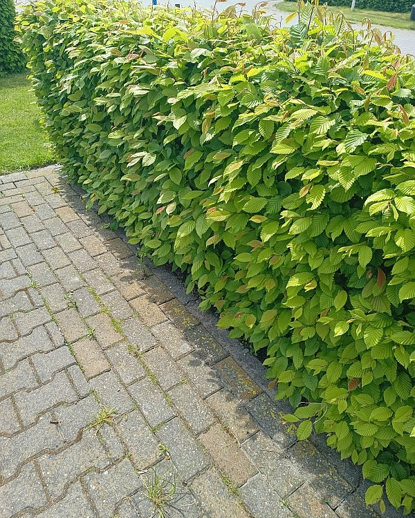 Haagbeuk Carpinus