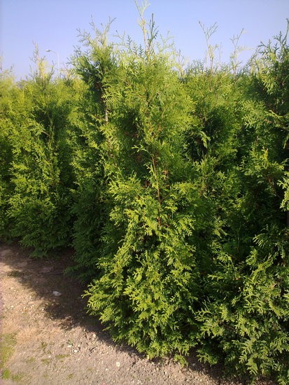 Thuja Gelderland