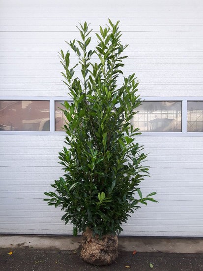 Laurier Caucasica