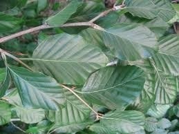 Groene Treurbeuk