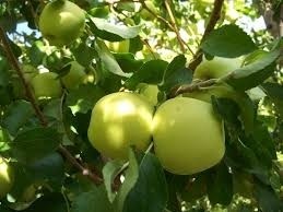 Appelboom Golden Delicious