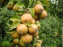 Perenboom Gieser Wildeman