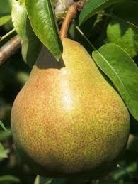 Perenboom Doyenne du Comice