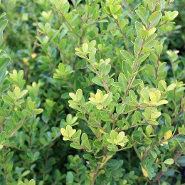 Ilex crenata Green Hedge