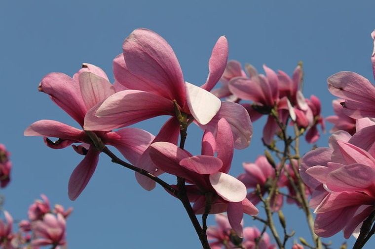 Magnolia Galaxy