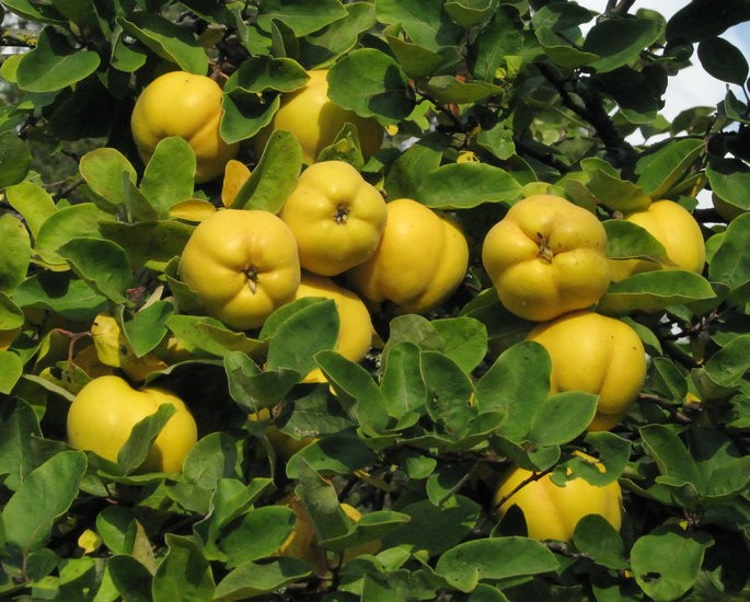 Kweepeer (Cydonia Oblonga)
