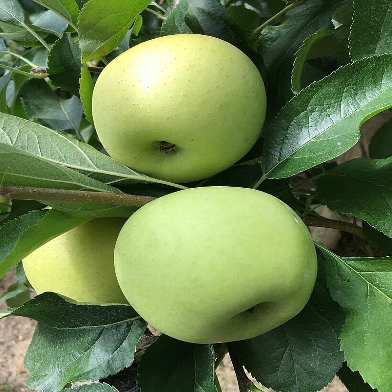 Leiappel Golden Delicious