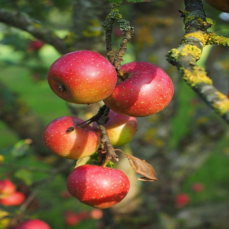 Appelboom Rode Boskoop