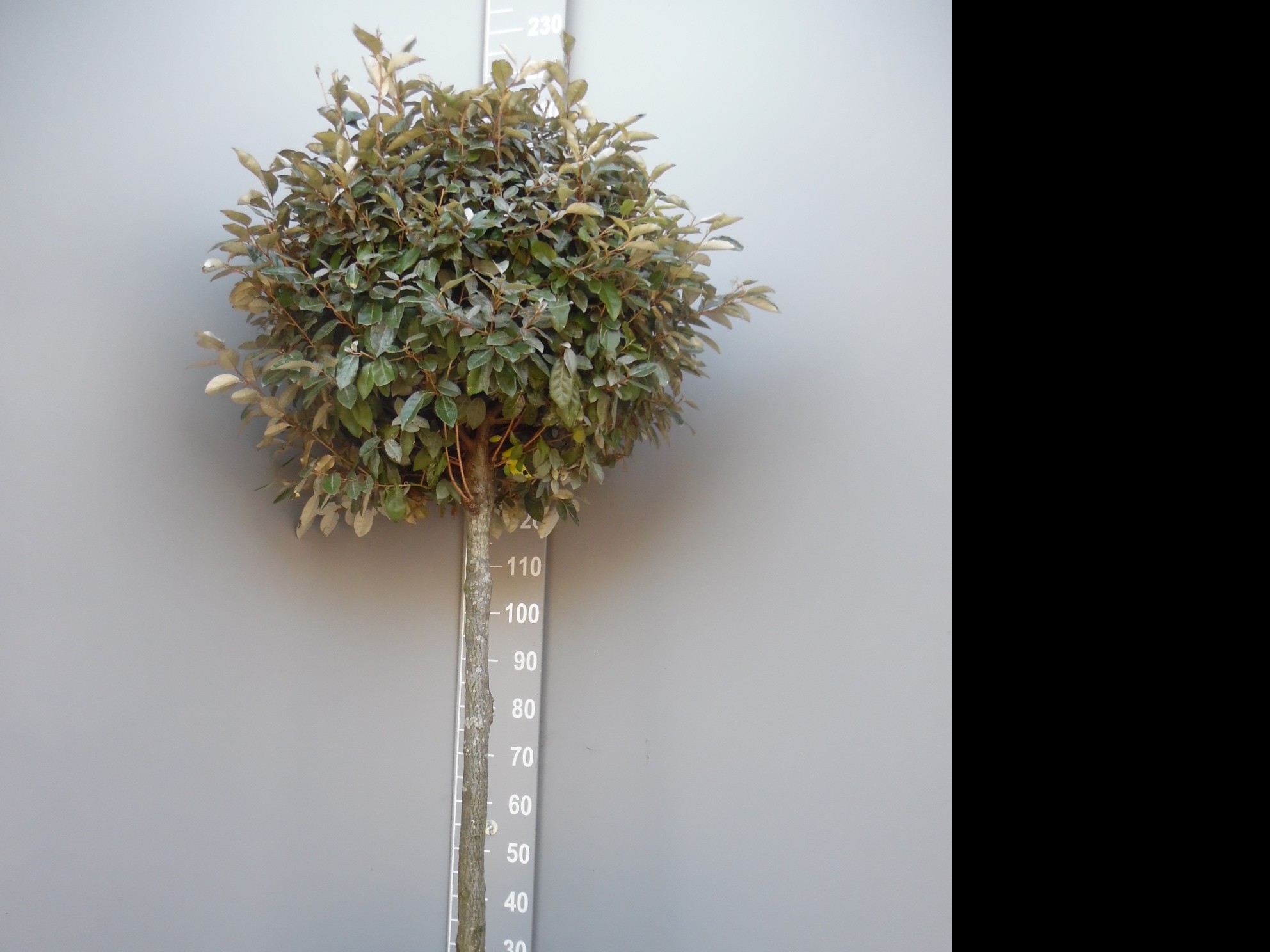 Olijfwilg bolboom