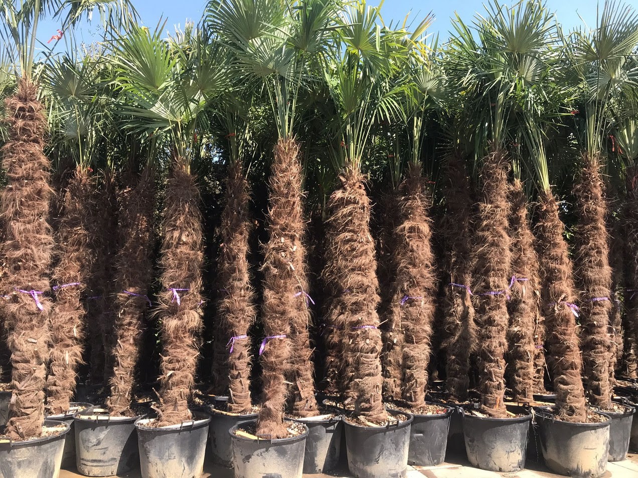 Chinese waaierpalm