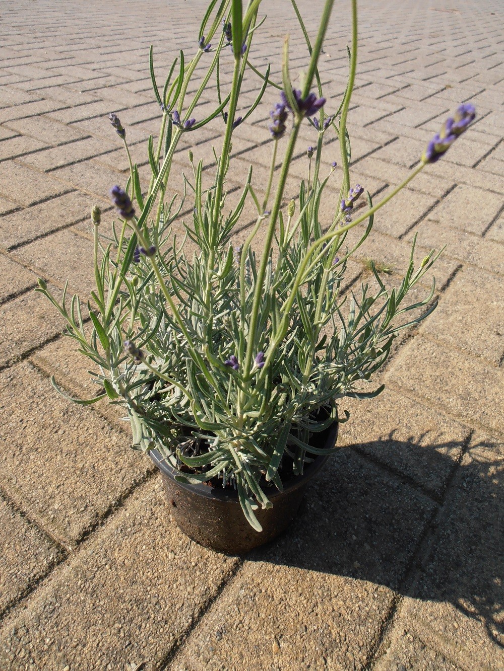 Lavendel Hidcote