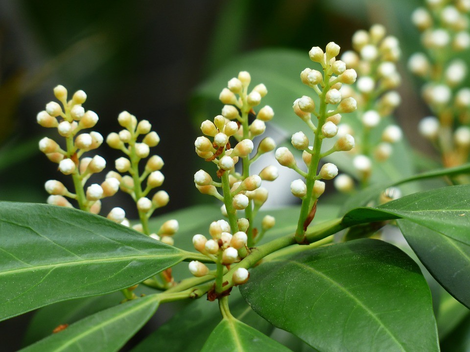 Leilaurier Novita (Prunus laurocerasus Novita)