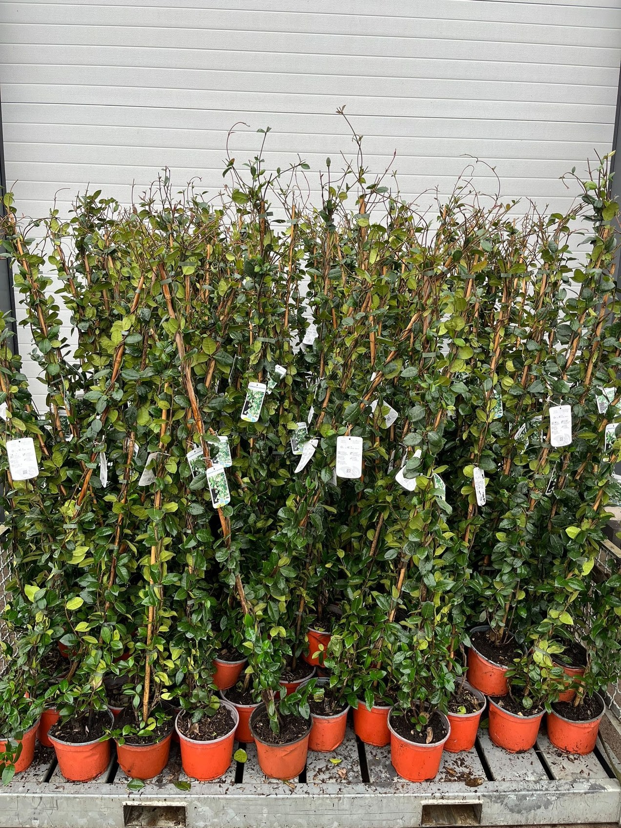 Toscaanse Jasmijn (Trachelospermum jasminoides)